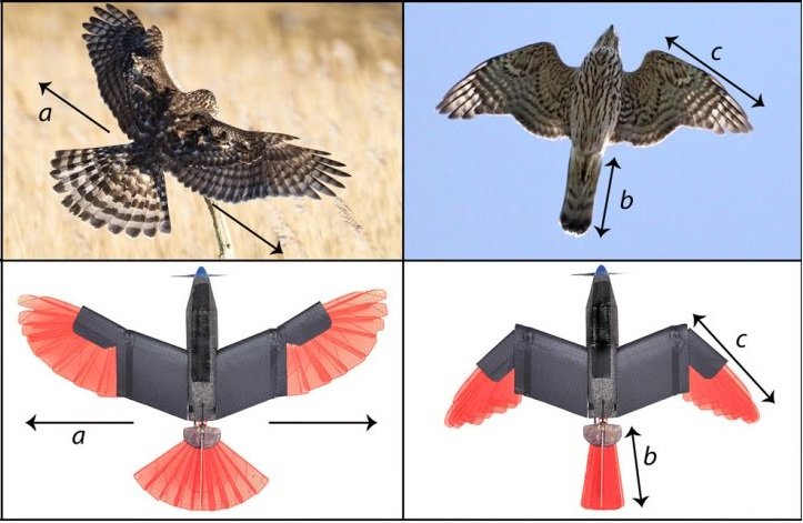 drone açor imagem - Conheça O Drone-pássaro Que Imita Um Açor