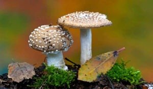 Fungi: Fantásticos Fungos Fritos Em Frigideiras