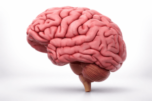 Como Funciona O Cérebro Humano?