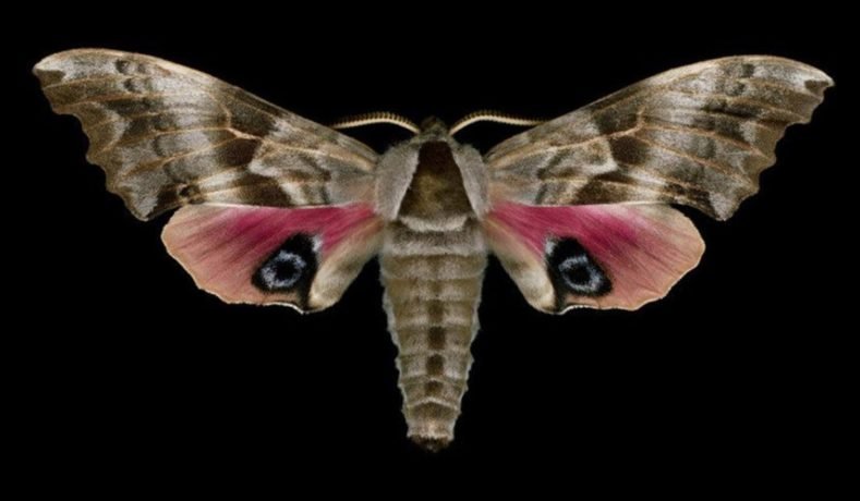 A Simbologia Das Mariposas